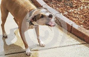 Pitbull Boxer mix playing with water 4