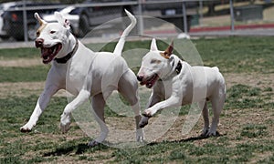 Pitbull and Bull Terrier playing