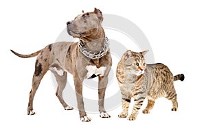 Pitbull and cat Scottish Straight standing together
