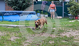 Pitbull deftly catches the ball thrown by its owner. A beautiful muscular dog runs after a ball, catching it in its