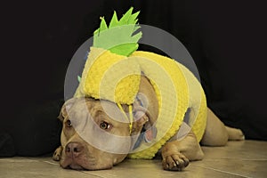 Pitbull disguised as pineapple