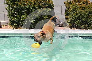 Pitbull diving for his toy in pool