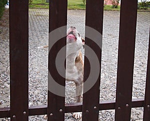 Pitbull Dog Barking behind a Fence