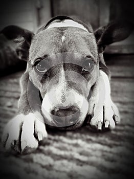 Pitbull dog black and white