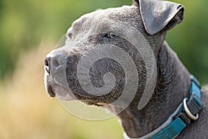 Pitbull dog with blue collar on grass background