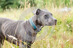 Pitbull dog with blue collar on grass background