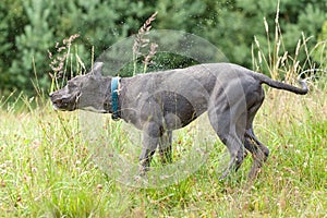 Pitbull dog with blue collar on grass background