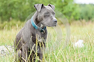 Pitbull dog with blue collar on grass background