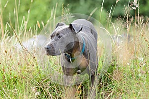 Pitbull dog with blue collar on grass background