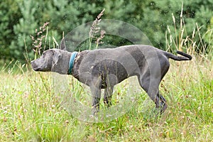 Pitbull dog with blue collar on grass background