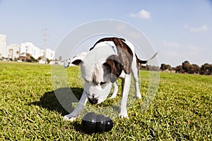 Pitbull Dog with Chew Toy at the Park