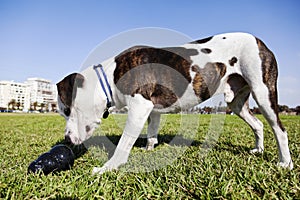 Pitbull Dog with Chew Toy at the Park