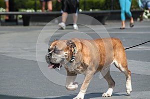 Pitbull dog closeup photo