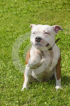 Pitbull dog Close-up