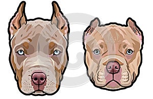 Pitbull dog heads full color vector illustration set