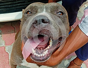 This is Pitbull dog image.this very dengerous dog.