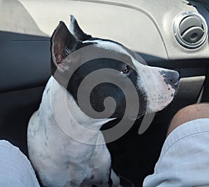 Pitbull dog inside a vehicle