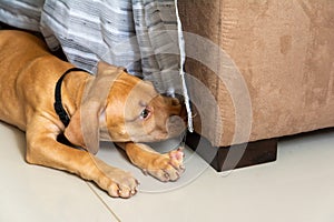 A pitbull dog lying on the floor sniffing the sofa