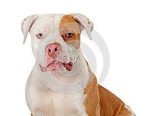 Pitbull dog mixed breed eye color isolated