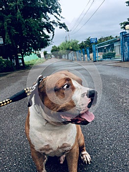 Pitbull dog