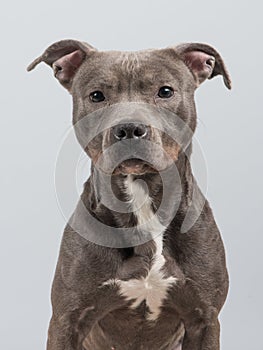 Pitbull dog portrait