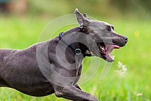 Pitbull dog portrait with collar on grass background