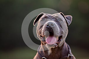 Pitbull dog portrait with collar on grass background