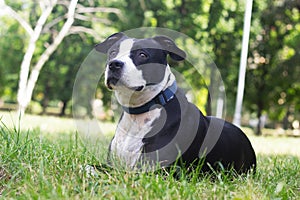 Pitbull dog portrait smile and happy