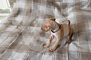 Pitbull dog, puppy, playing happily on a bed