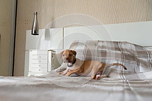 Pitbull dog, puppy, playing happily lying on a bed