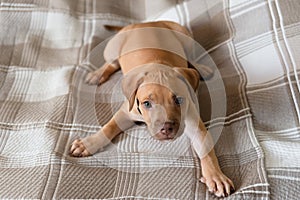 Pitbull dog, puppy, playing happily lying on a bed