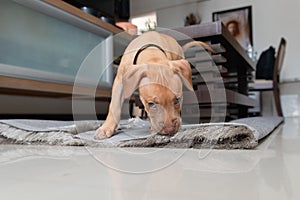 Pitbull dog, puppy, playing on the living room rug. Pet naughty and curious