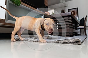 Pitbull dog, puppy, playing on the living room rug. Pet naughty and curious