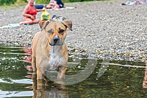 A pitbull dog with a sad look stands in the water of a lake near the beach