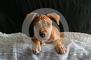 Pitbull dog sitting on a sofa looking at the camera