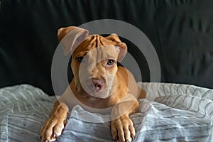 Pitbull dog sitting on a sofa looking at the camera