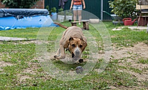 Pitbull dog slows down and catches a thrown ball. A muscular dog quickly runs after a tennis ball and deftly catches it