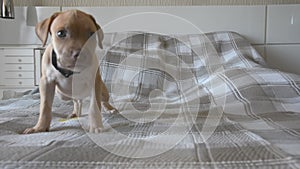 Pitbull dog on top of a bed