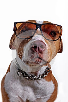 Pitbull Dog Wearing Glasses