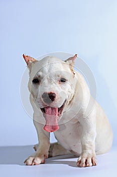 Pitbull dog on white background