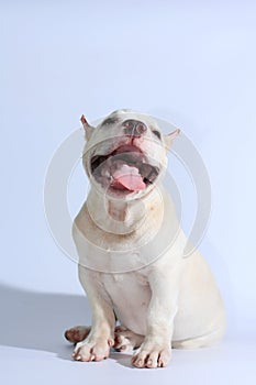 Pitbull dog on white background