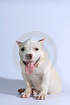 Pitbull dog on white background