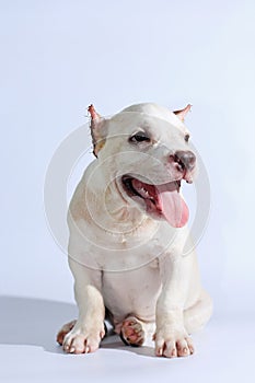 Pitbull dog on white background