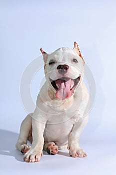 Pitbull dog on white background