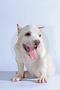 Pitbull dog on white background