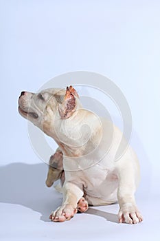 Pitbull dog on white background