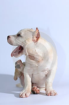 Pitbull dog on white background