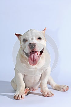 Pitbull dog on white background