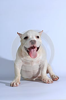 Pitbull dog on white background