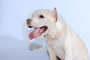 Pitbull dog on white background